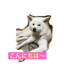秋田犬 桃次郎と花子（個別スタンプ：9）
