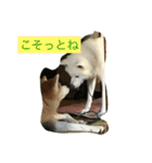 秋田犬 桃次郎と花子（個別スタンプ：10）