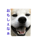 秋田犬 桃次郎と花子（個別スタンプ：11）
