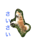 秋田犬 桃次郎と花子（個別スタンプ：12）