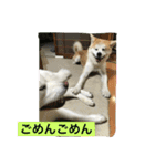 秋田犬 桃次郎と花子（個別スタンプ：13）
