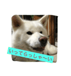 秋田犬 桃次郎と花子（個別スタンプ：14）