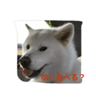 秋田犬 桃次郎と花子（個別スタンプ：15）