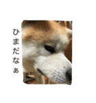 秋田犬 桃次郎と花子（個別スタンプ：16）