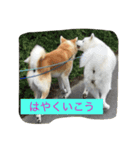 秋田犬 桃次郎と花子（個別スタンプ：17）