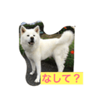 秋田犬 桃次郎と花子（個別スタンプ：18）