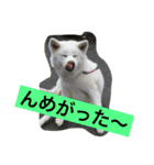 秋田犬 桃次郎と花子（個別スタンプ：19）