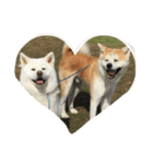 秋田犬 桃次郎と花子（個別スタンプ：20）