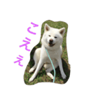 秋田犬 桃次郎と花子（個別スタンプ：21）