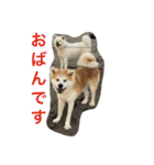 秋田犬 桃次郎と花子（個別スタンプ：22）
