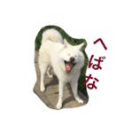 秋田犬 桃次郎と花子（個別スタンプ：23）