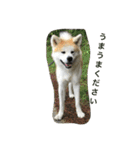 秋田犬 桃次郎と花子（個別スタンプ：24）