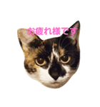 ぎんじとこなつ その1（個別スタンプ：2）