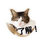 ぎんじとこなつ その1（個別スタンプ：7）