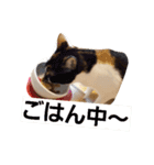 ぎんじとこなつ その1（個別スタンプ：13）