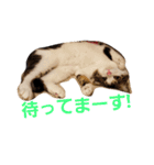 ぎんじとこなつ その1（個別スタンプ：14）