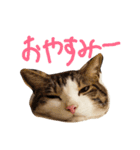 ぎんじとこなつ その1（個別スタンプ：18）