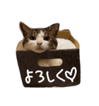 ぎんじとこなつ その1（個別スタンプ：21）