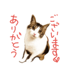 ぎんじとこなつ その1（個別スタンプ：23）