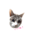 キャンとちょもとれお⊂((・x・))⊃（個別スタンプ：3）