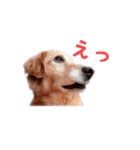 キャンとちょもとれお⊂((・x・))⊃（個別スタンプ：6）