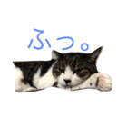 CinnamonChocolat（個別スタンプ：8）