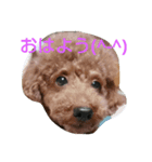 犬*猫の日常（個別スタンプ：1）