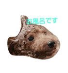 犬*猫の日常（個別スタンプ：2）