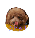 犬*猫の日常（個別スタンプ：3）