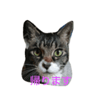 犬*猫の日常（個別スタンプ：4）
