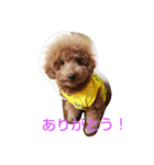 犬*猫の日常（個別スタンプ：6）