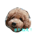 犬*猫の日常（個別スタンプ：7）