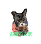 犬*猫の日常（個別スタンプ：8）