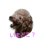 犬*猫の日常（個別スタンプ：9）