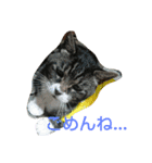 犬*猫の日常（個別スタンプ：12）