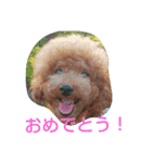 犬*猫の日常（個別スタンプ：16）