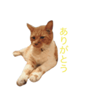 愛猫と愛犬スタンプ（個別スタンプ：1）