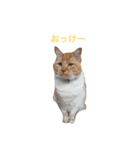 愛猫と愛犬スタンプ（個別スタンプ：2）