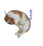 愛猫と愛犬スタンプ（個別スタンプ：3）