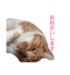 愛猫と愛犬スタンプ（個別スタンプ：4）
