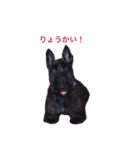 愛猫と愛犬スタンプ（個別スタンプ：5）