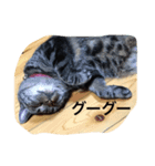 lovelyたまちゃん（個別スタンプ：1）