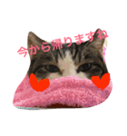 うーさんちの猫達2。（個別スタンプ：1）