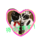 うーさんちの猫達2。（個別スタンプ：3）