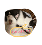 うーさんちの猫達2。（個別スタンプ：4）