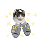 うーさんちの猫達2。（個別スタンプ：5）