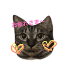 うーさんちの猫達2。（個別スタンプ：6）