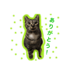 うーさんちの猫達2。（個別スタンプ：8）