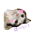 うーさんちの猫達2。（個別スタンプ：9）