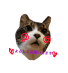 うーさんちの猫達2。（個別スタンプ：10）